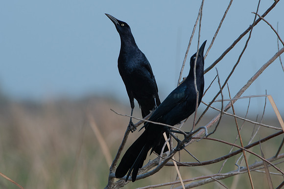 Great-tailed Grackle