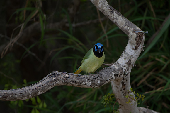 Green Jay