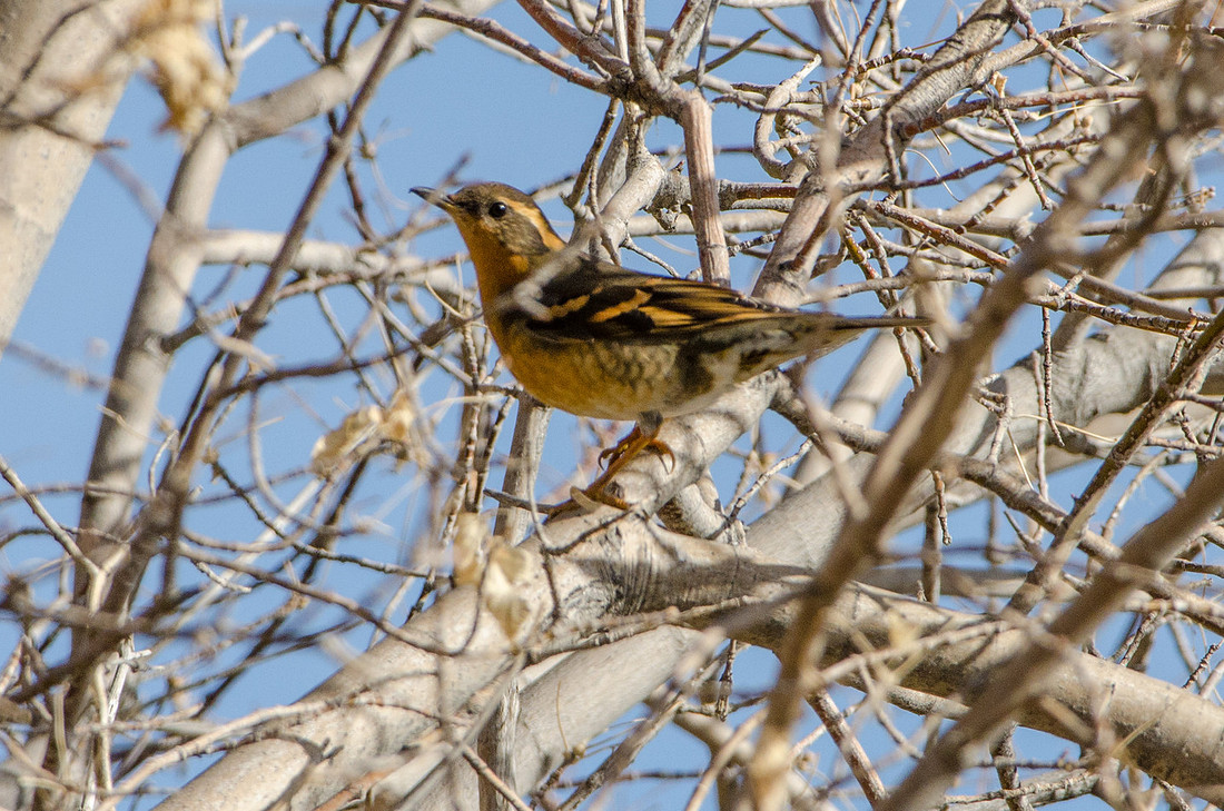 APR_2834