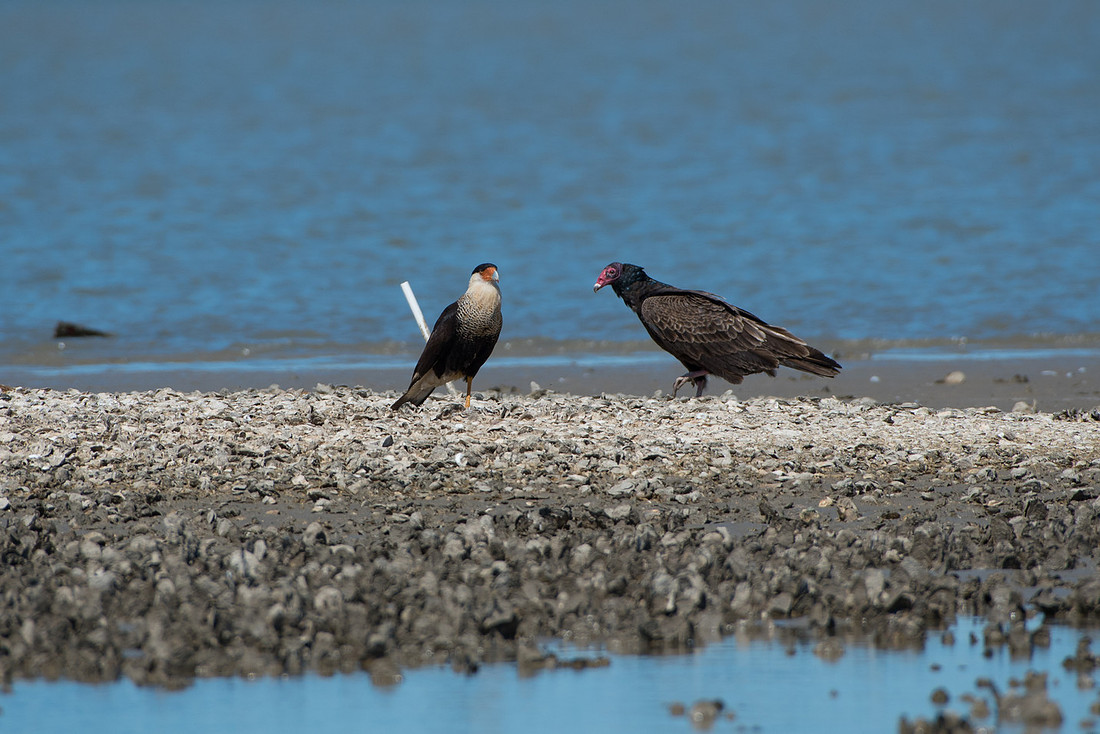 Crested Caracara and Turkey Vulture
