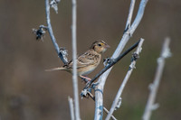Grasshopper Sparrow