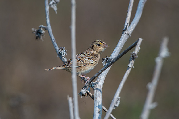 Grasshopper Sparrow