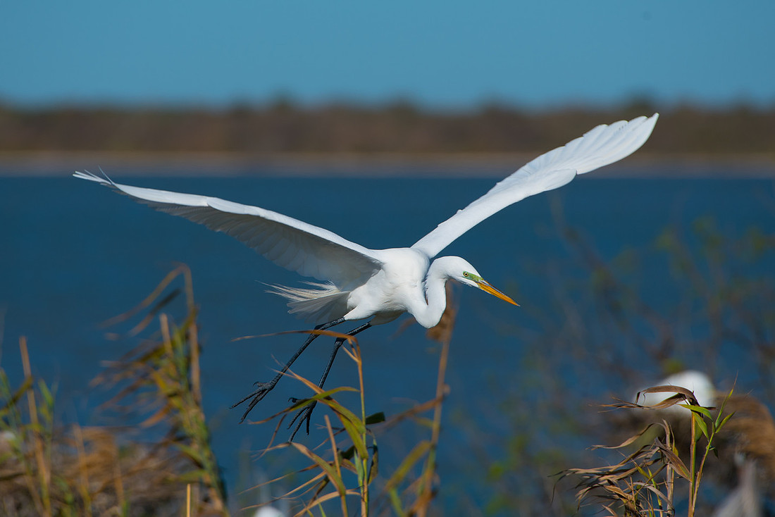Great Egret
