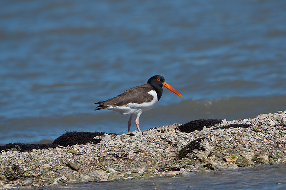 American Oyster Catcher