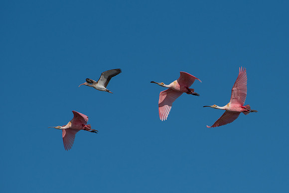 Roseate Spoonbill and White Ibis