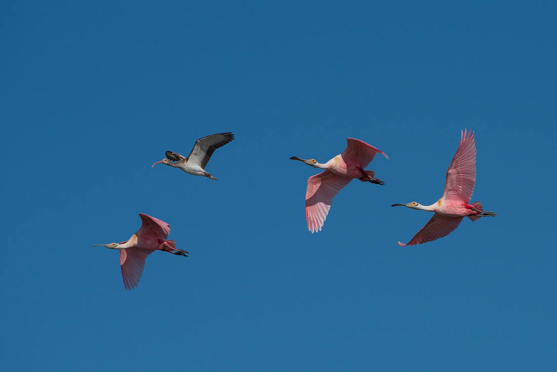 Roseate Spoonbill and White Ibis