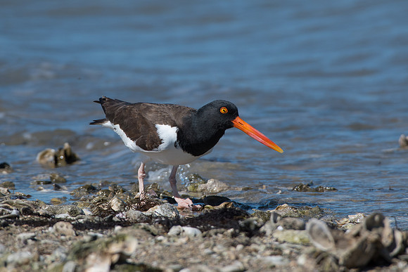 American Oystercatcher