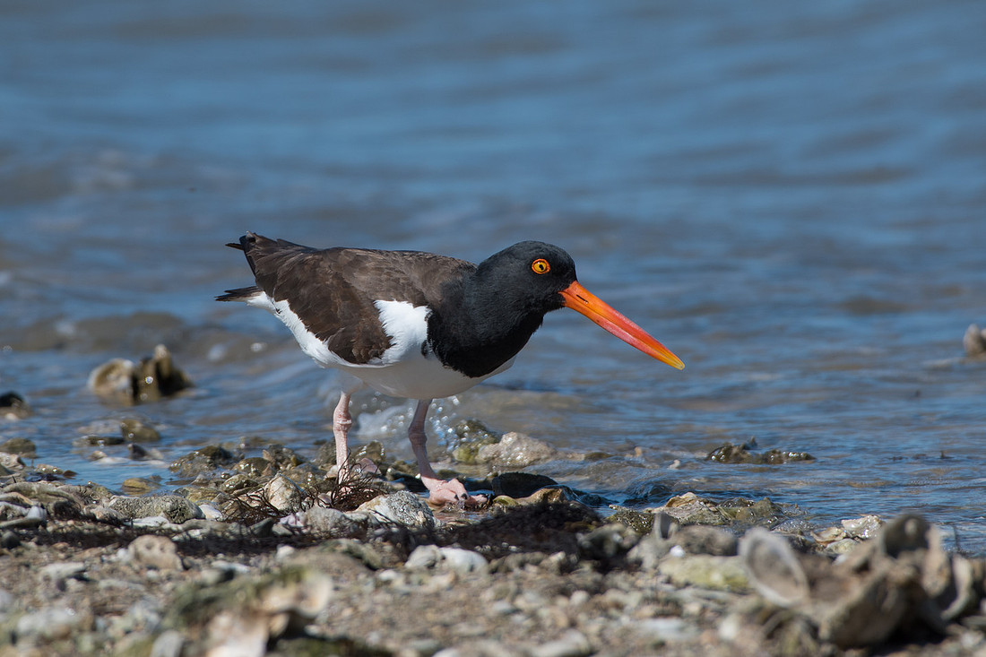 American Oystercatcher