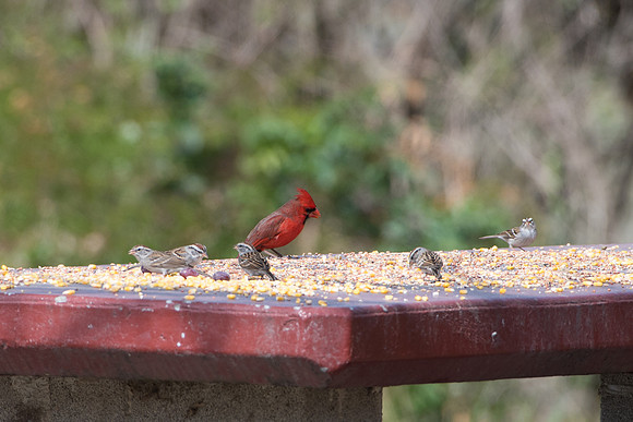 Northern Cardinal and Chipping Sparrows