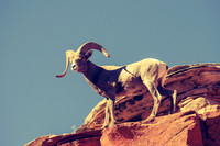 Desert Bighorn Sheep