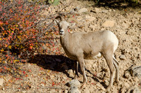 Desert Bighorn Sheep