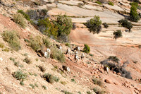 Desert Bighorn Sheep