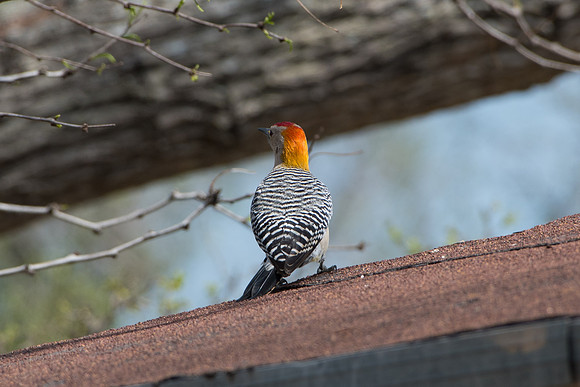 Golden Fronted Woodpecker