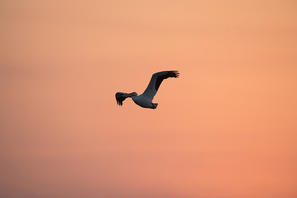 American White Pelican