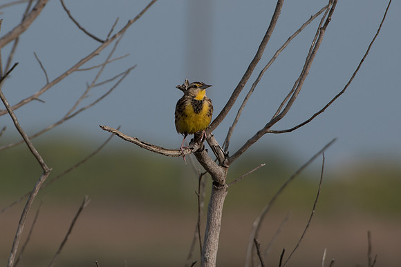 Eastern Meadowlark