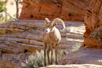 Desert Bighorn Sheep