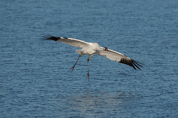 Whooping Crane (male)