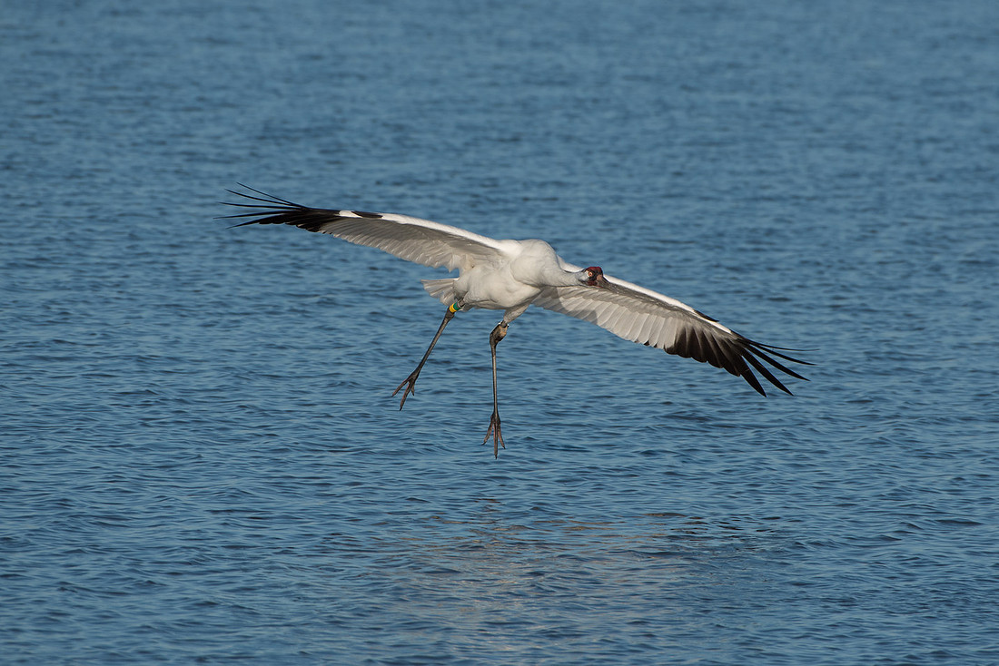 Whooping Crane (male)