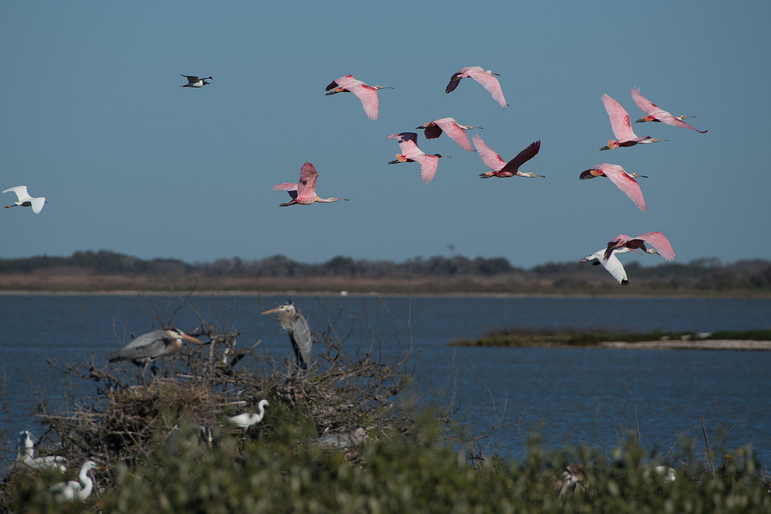 Rookery