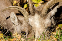 Desert Bighorn Sheep