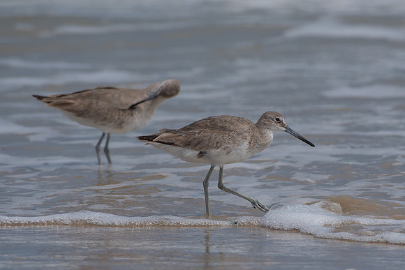 Willet
