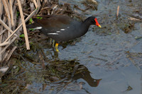 Common Gallinule