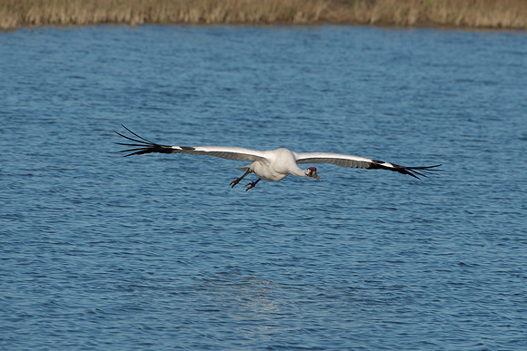 Whooping Crane (male)