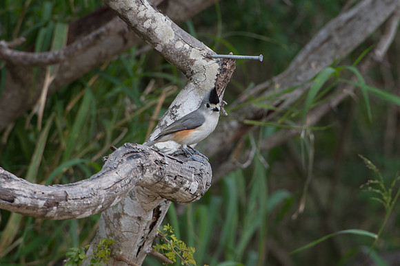 Black-Crested Titmouse