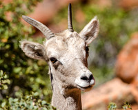 Desert Bighorn Sheep
