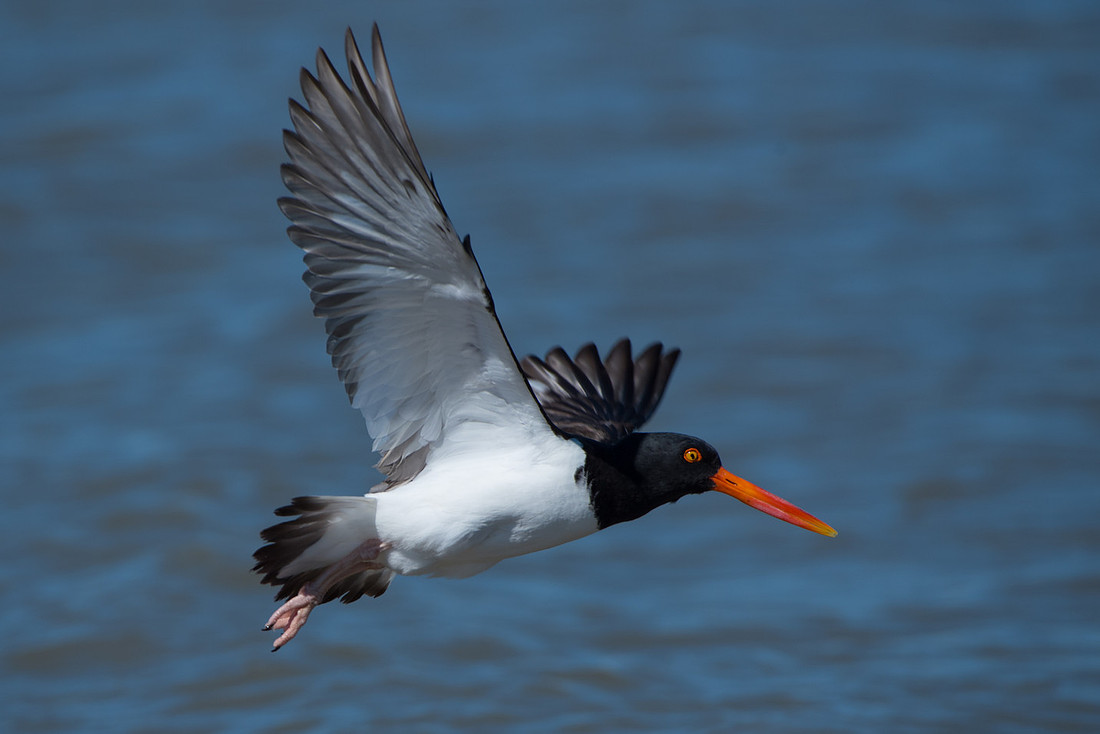 American Oystercatcher