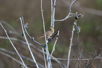 Grasshopper Sparrow