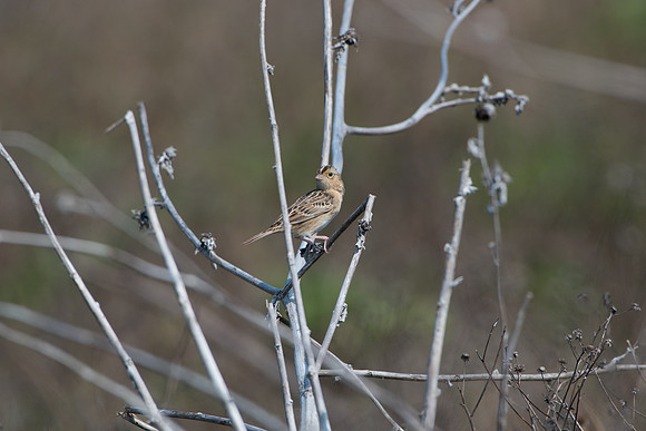 Grasshopper Sparrow