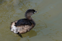 Pied Billed Grebe