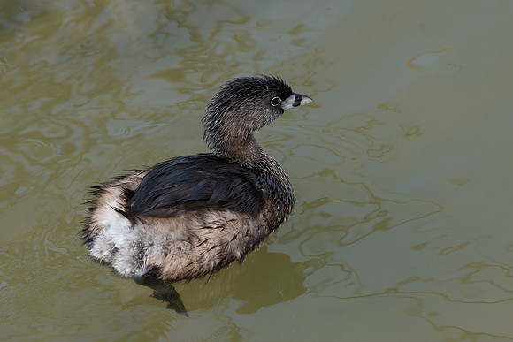Pied Billed Grebe