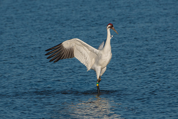 Whooping Crane (male)