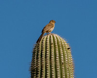 ALT_0009