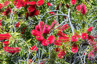 UC Santa Cruz Arboretum