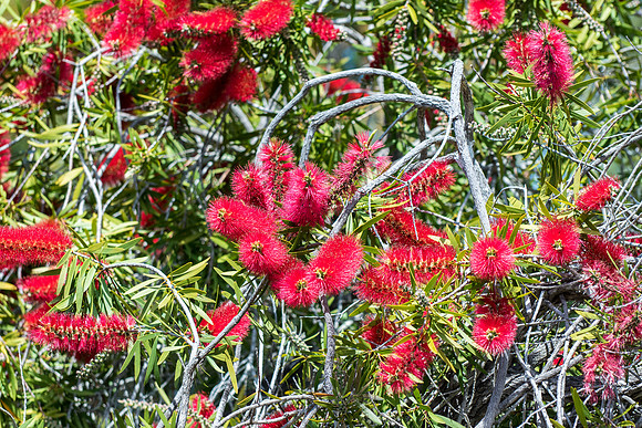 UC Santa Cruz Arboretum