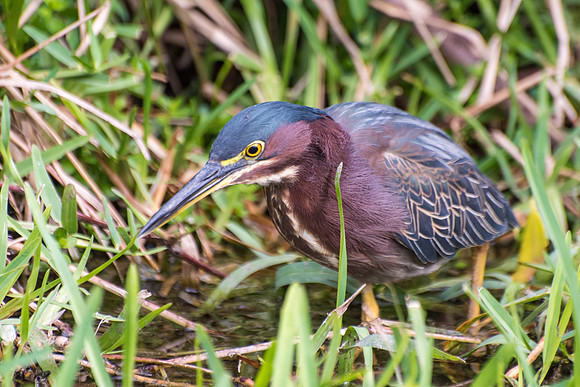 DSC_0037
