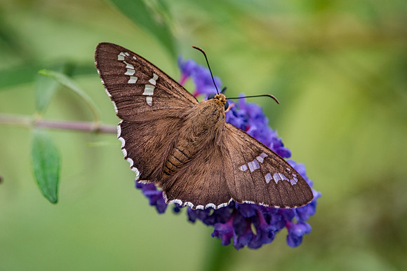 ALT_0392