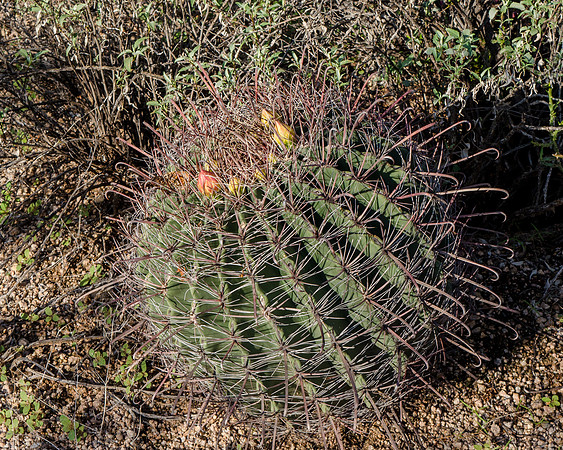 DSC_0018