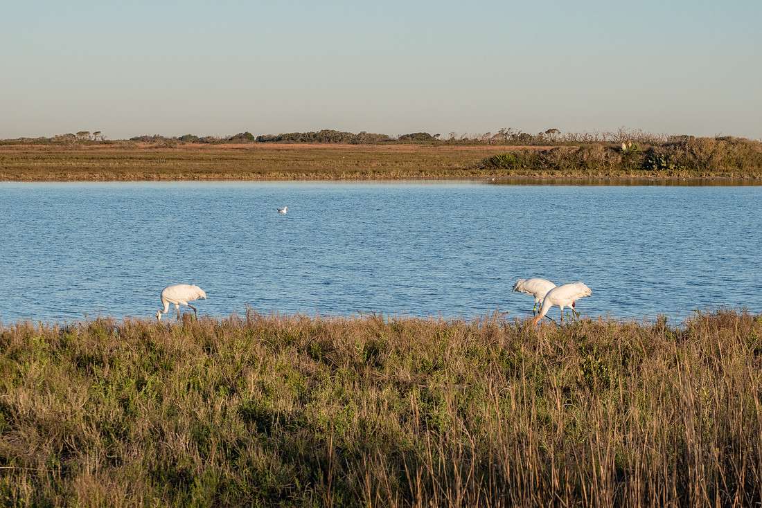 DSC_0311-2