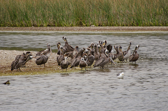 Brown Pelican