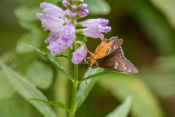 ALT_0390