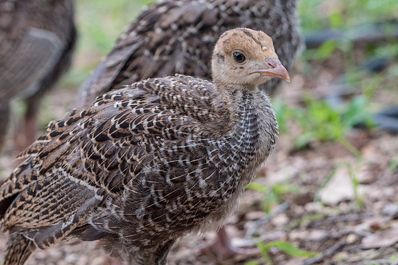 Wild Turkey