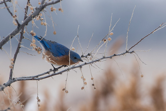 Eastern Bluebird