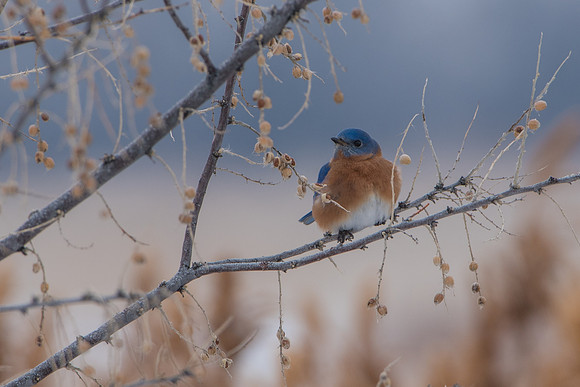 Eastern Bluebird