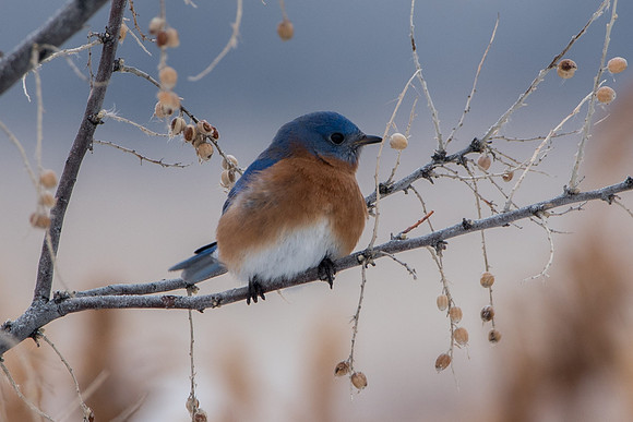 Eastern Bluebird