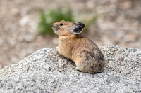 American Pika