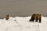 Bears